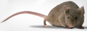 House-Mouse