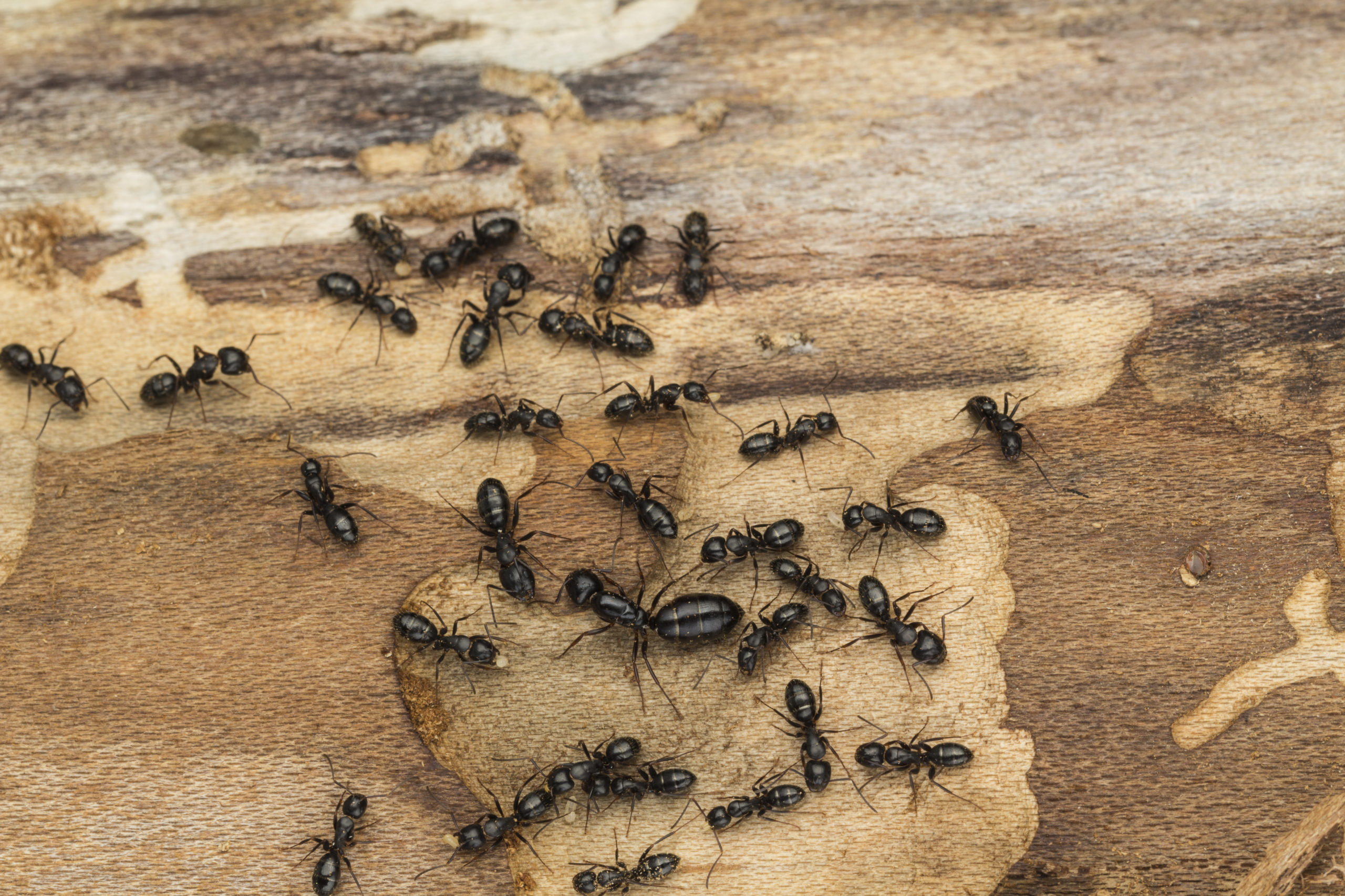 carpnetar-ants-scaled.jpg