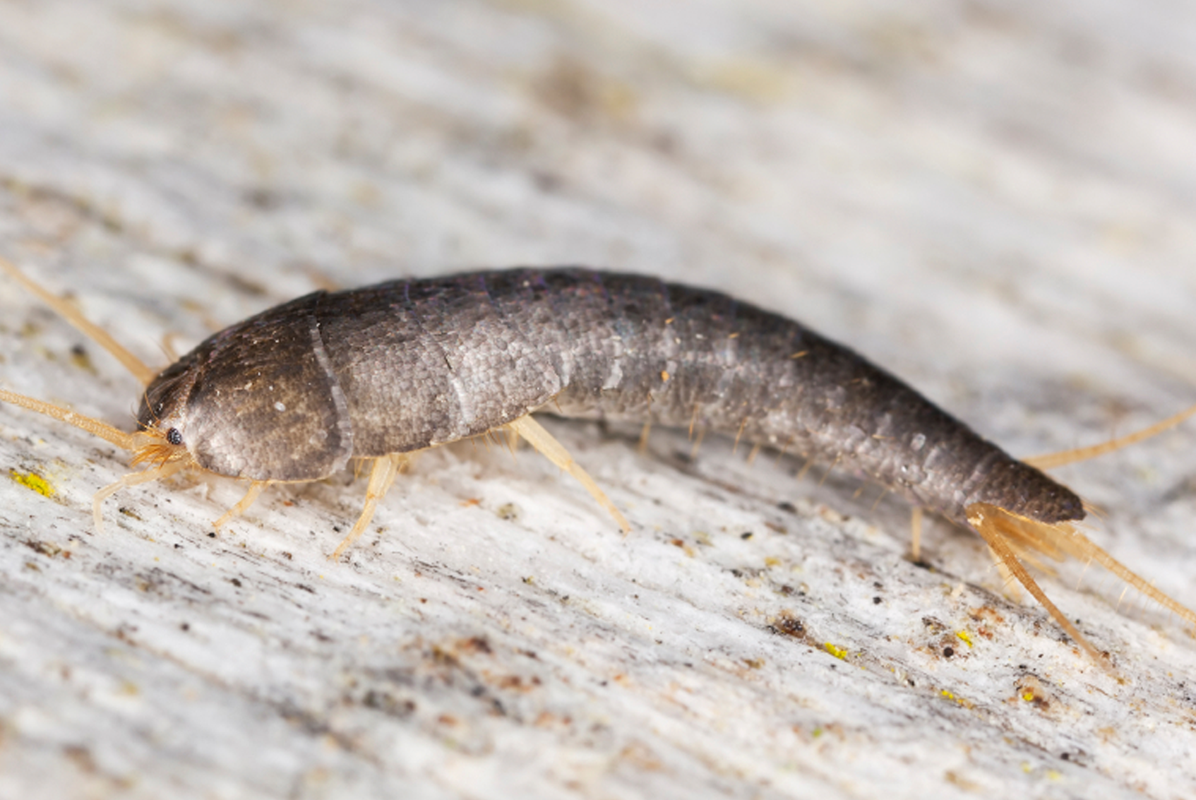 Silverfish Control Services Vancouver Lower Mainland Advance Pest Control