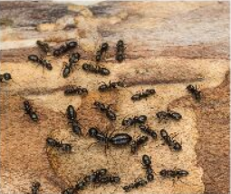 Carpnetar Ant Control