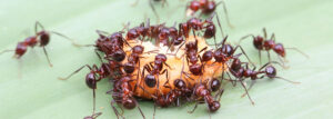 fire_ants_control