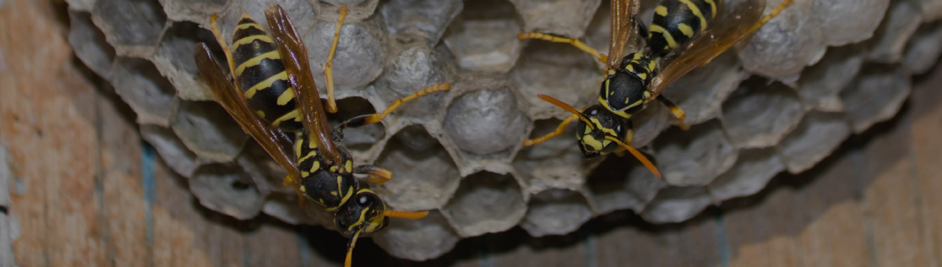 Wasp Nest in Chimney | Killing Wasps in Chimney