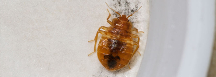 Bed Bug Control Vancouver