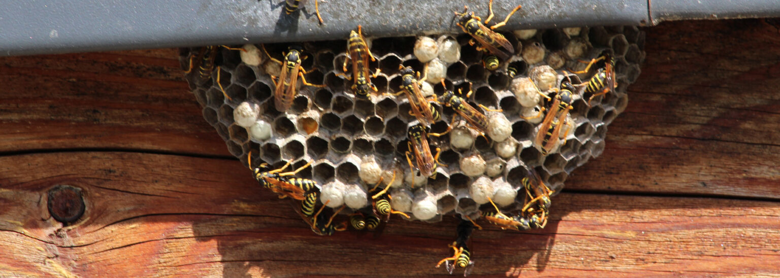 Wasp Control Langley Advance Pest Control
