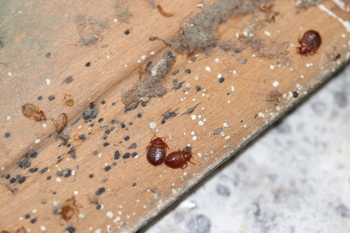 How-To-Prevent-Bedbug-Problem-Vancouver