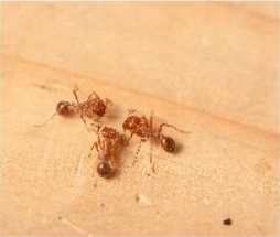 Ants Control Expert Langley