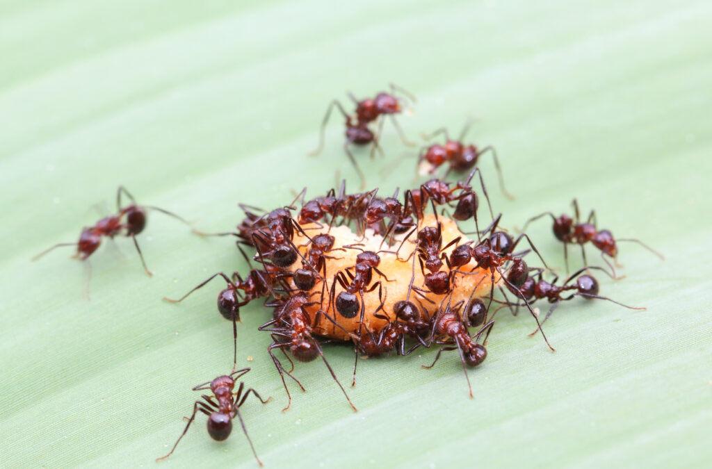 Ants Control Vancouver