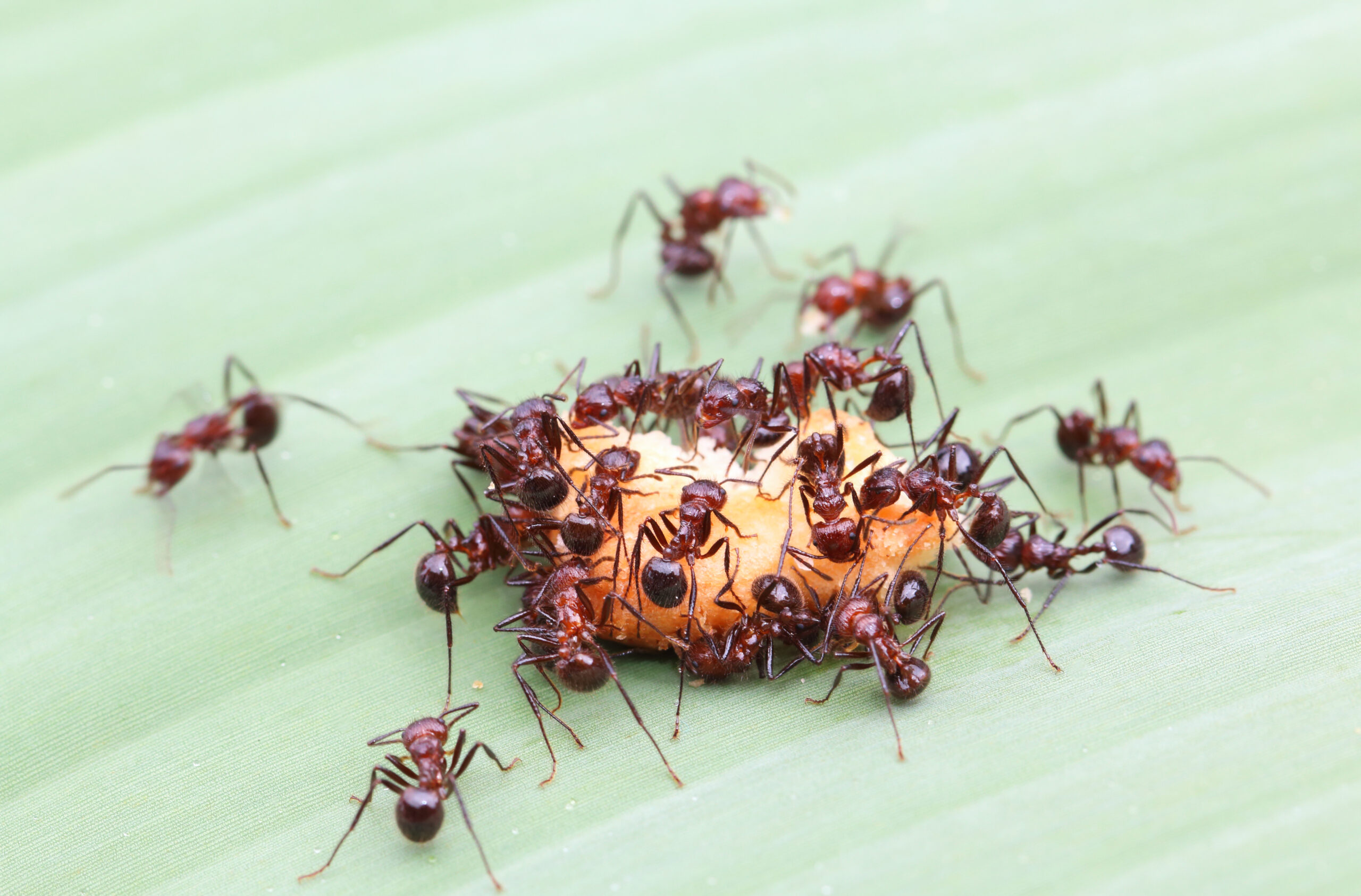 Ants Control Vancouver
