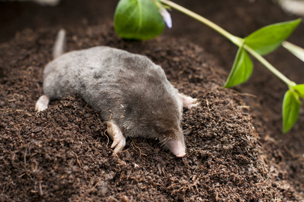 Mole Control in Surrey