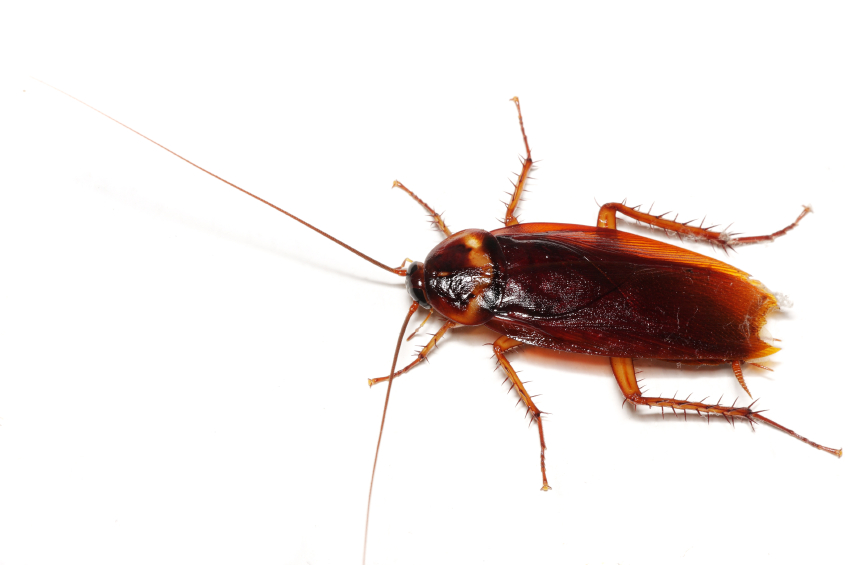 Pest Control Services in Vancouver