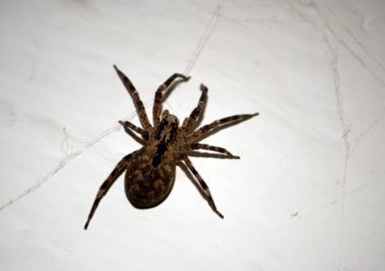 Wolf Spiders in BC